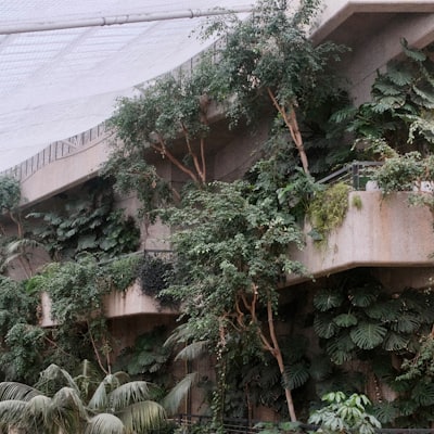 Lush green plants grow on concrete levels inside a building