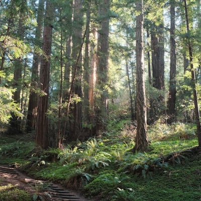Wooden steps winding through a sunlit redwood forest